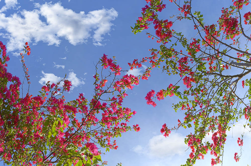 bougainvillea 02b _ 17k x 12k